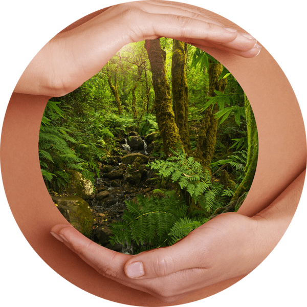 hands holding a rainforest